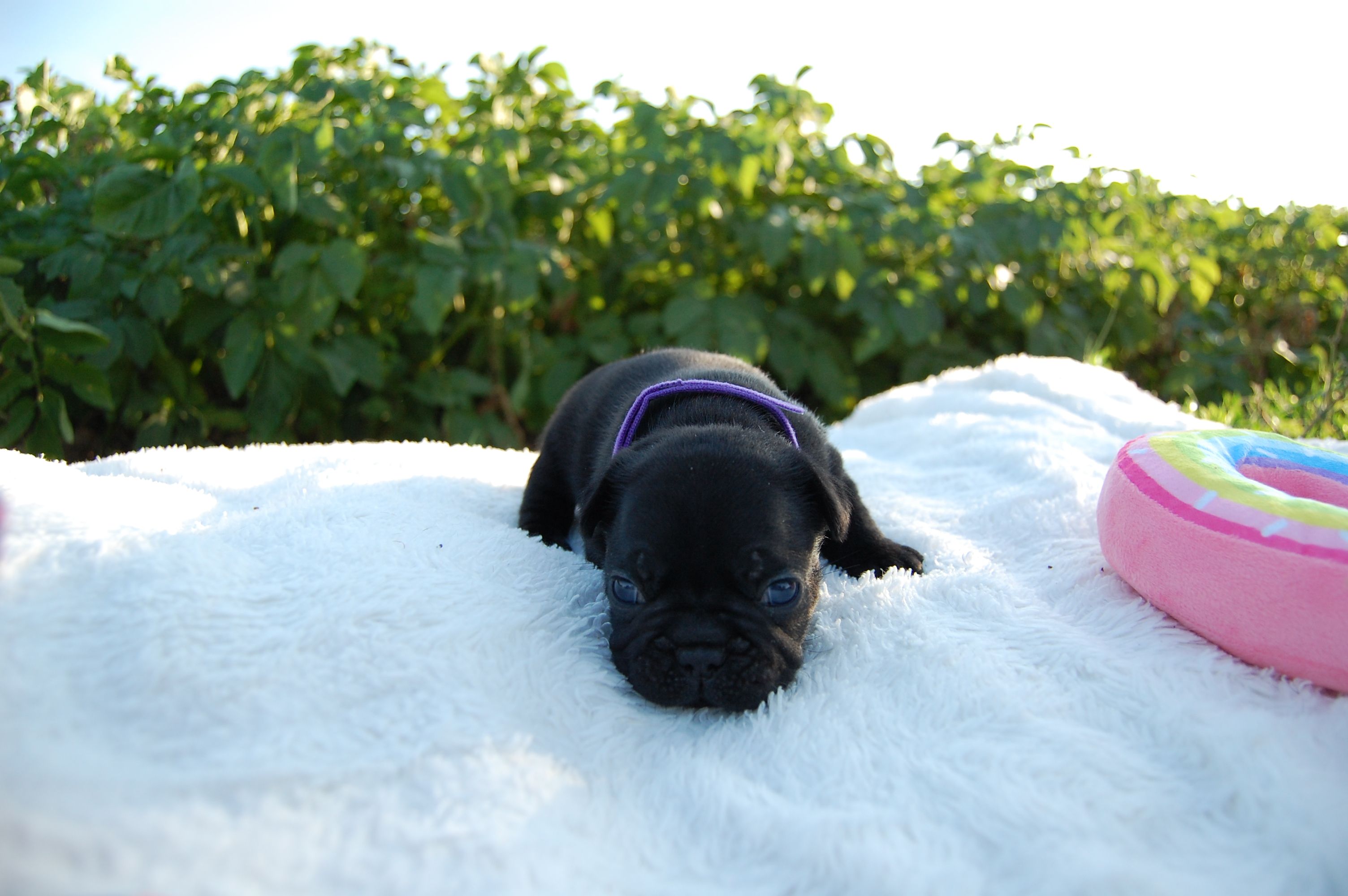 <svg class='purple'></svg> <b> Magic Molly</b> <svg class='purple'></svg>